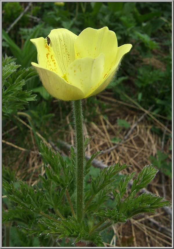 Safari botanico all''Alpe Devero